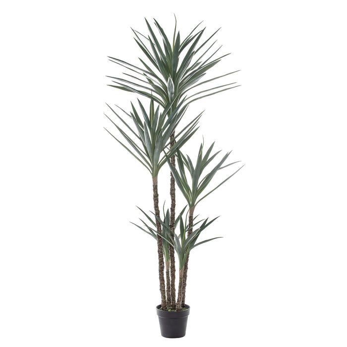Rogue Dracaena Tree Green