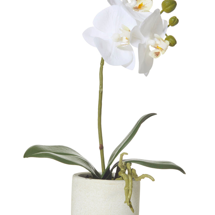 Rogue Butterfly Orchid - Smooth Pot White/Cream