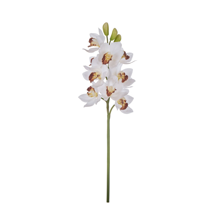 Rogue Cymbidium Spray White