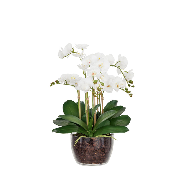 Rogue Phalaenopsis - Classic Bowl White