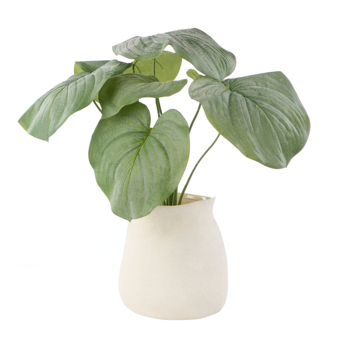 Rogue Hosta Plant - Maliah Pot Green