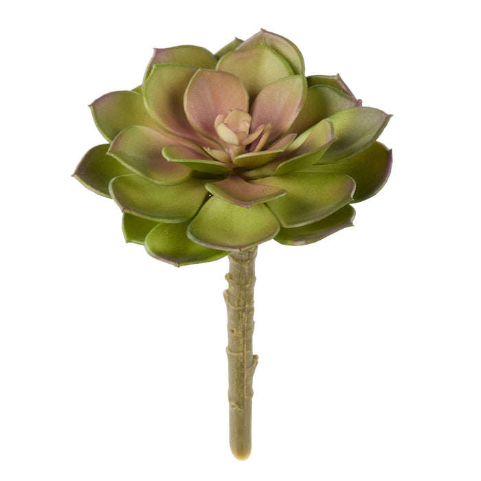Rogue Flat Echeveria Green/Pink