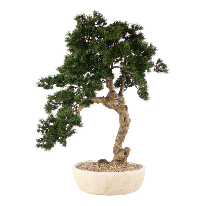 Rogue Pine Bonsai Large Textured Cement Pot Green