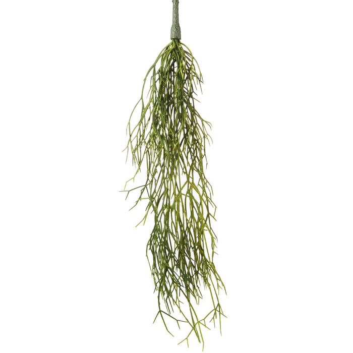 Rogue Mistletoe Cactus Hanging Green