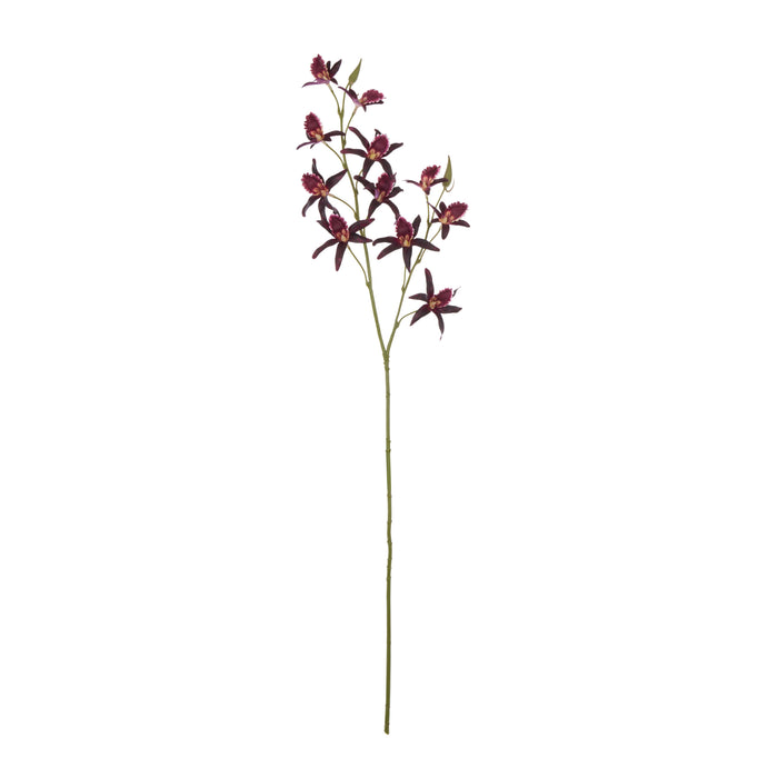 Rogue Dendrobium Spray Burgundy