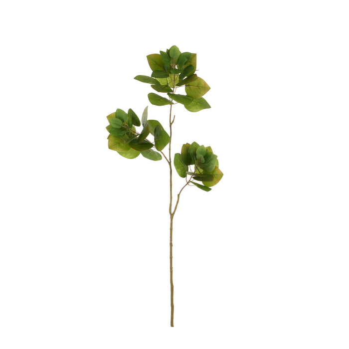 Rogue Smoke Bush Spray Green
