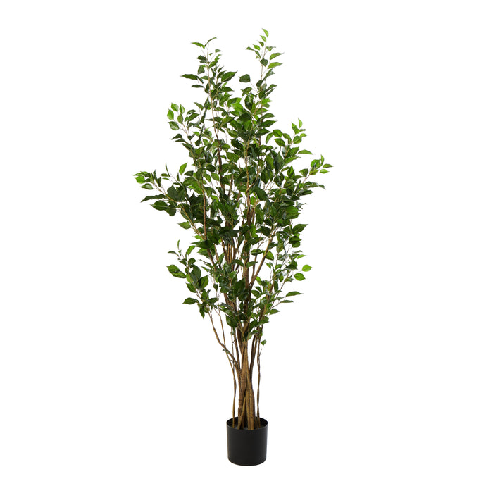 Rogue Ficus Tree Potted Green