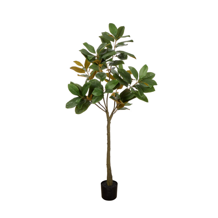 Rogue Magnolia Tree Garden Pot Green
