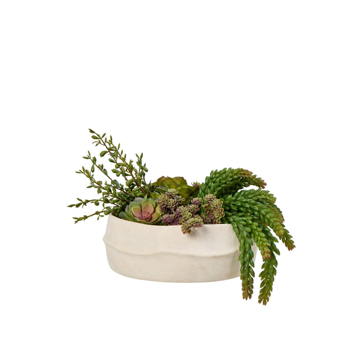 Rogue Echeveria Jelly Bean Mix - Maliah Green & Burgundy