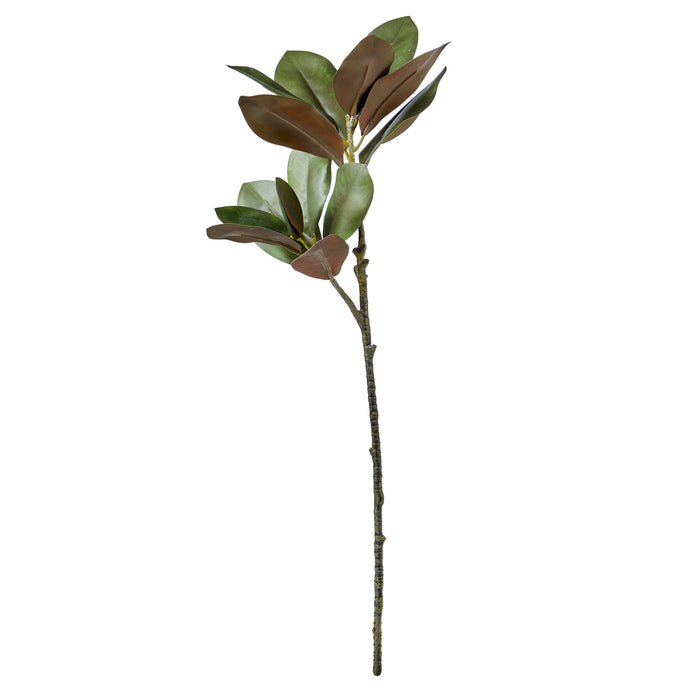 Rogue Magnolia Foliage Green