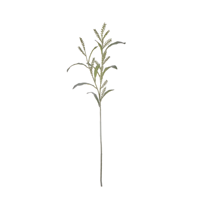 Rogue Acacia Seeding Spray Grey Green