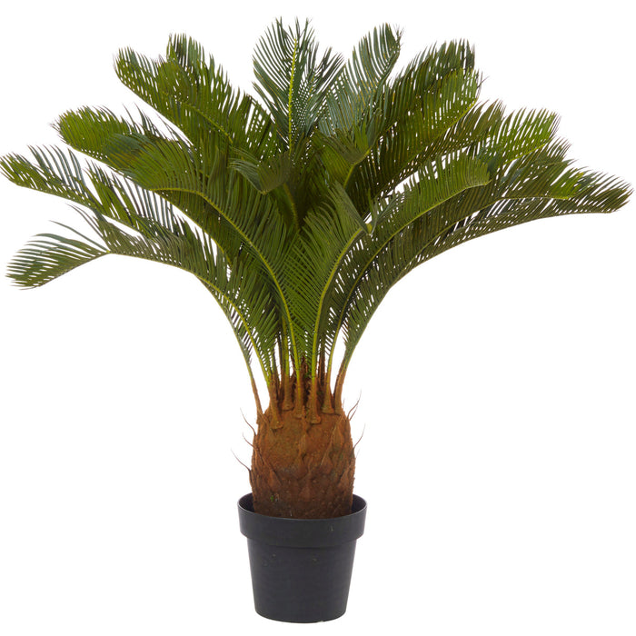 Rogue Cycas Plant Green