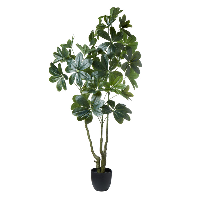 Rogue Umbrella Tree - Garden Pot Green