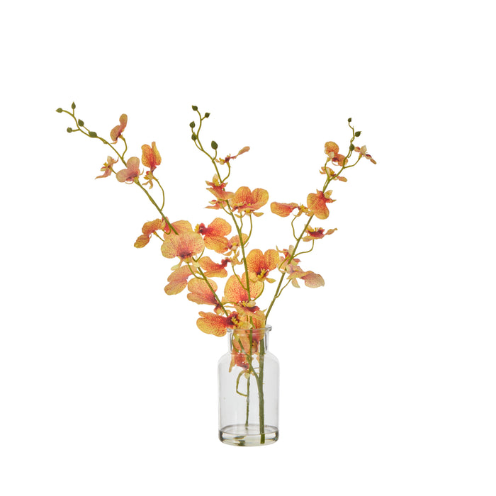 Rogue Dancing Orchid - Specimen Orange