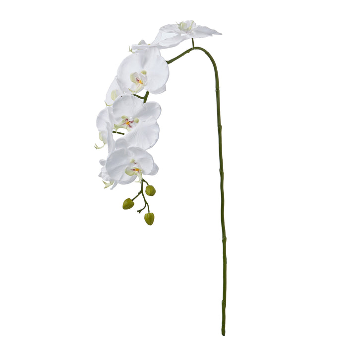 Rogue Phalaenopsis Orchid Spray White