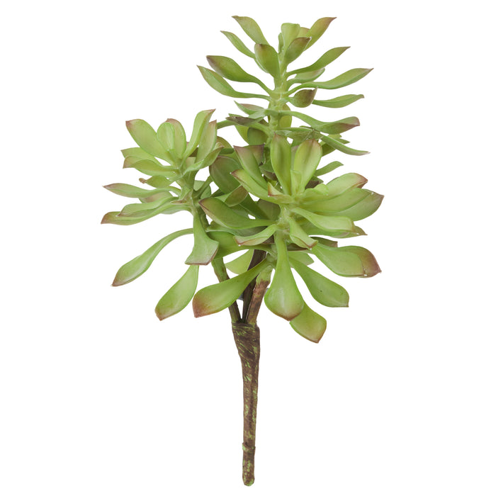Rogue 4 Head Echeveria Green