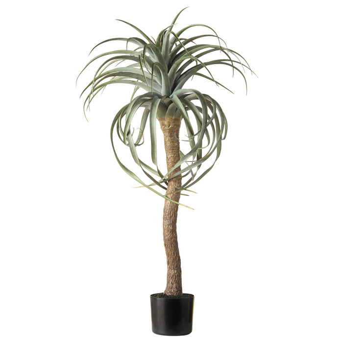 Rogue Aloe Tree Green