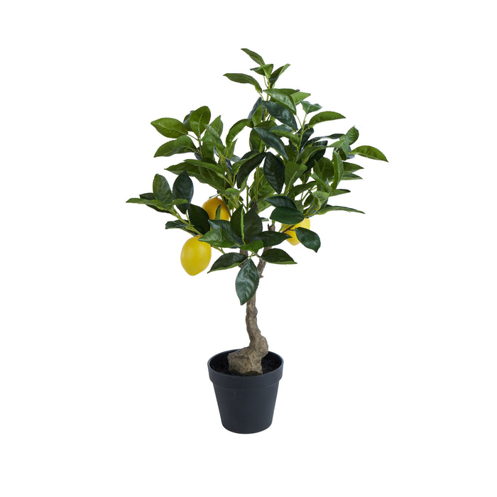 Rogue Lemon Tree Green