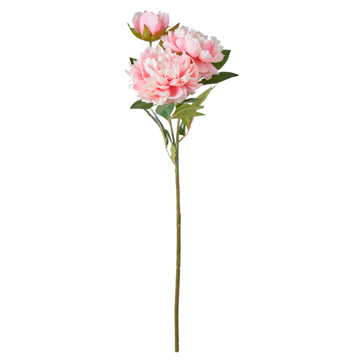 Rogue Peony Stem Pink