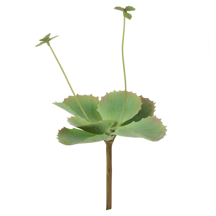 Rogue Flapjack Flowering Green
