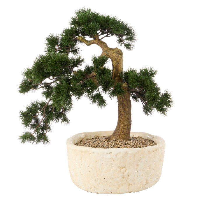 Rogue Pine Bonsai Small Textured Cement Pot Green