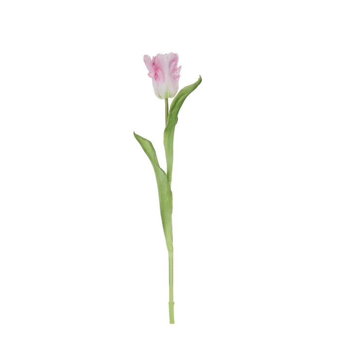 Rogue Parrot Tulip Stem Pink