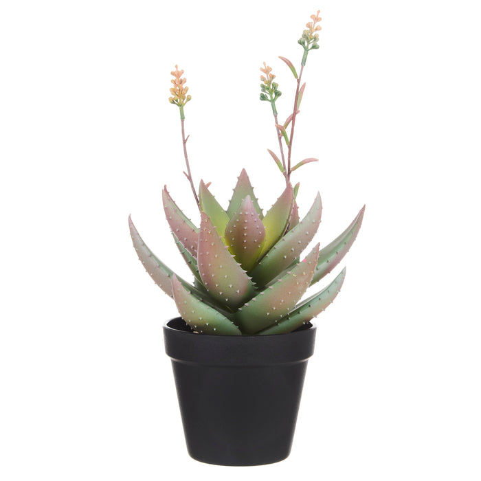 Rogue Flowering Aloe Green