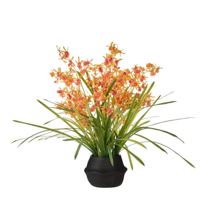 Rogue Dendrobium Plant -Maliah Orange & Green