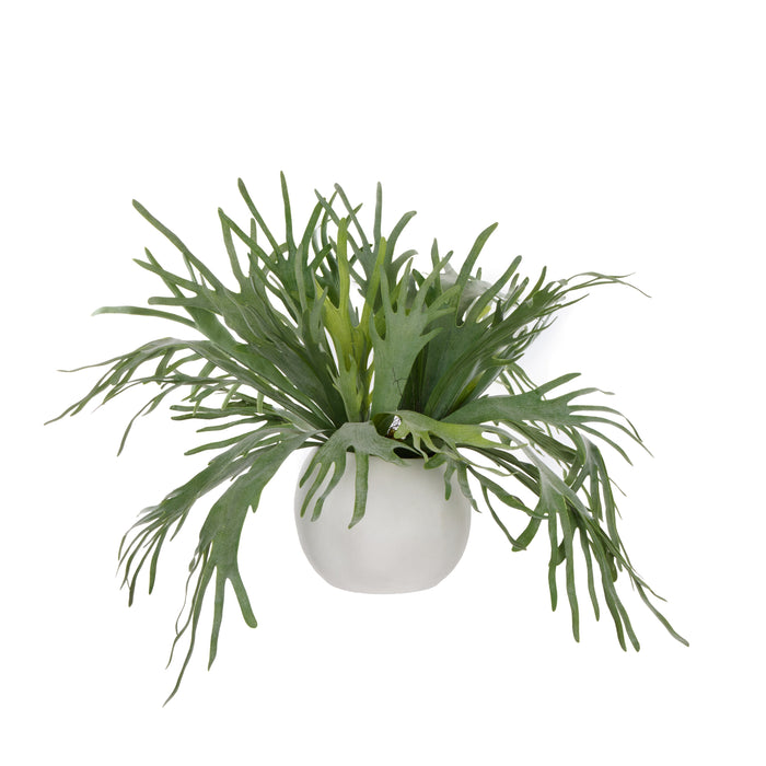 Rogue Staghorn Fern - Lyon Organic Planter Green