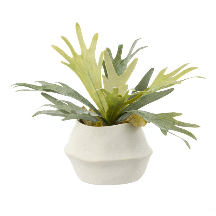 Rogue Staghorn Fern - Maliah Pot Green