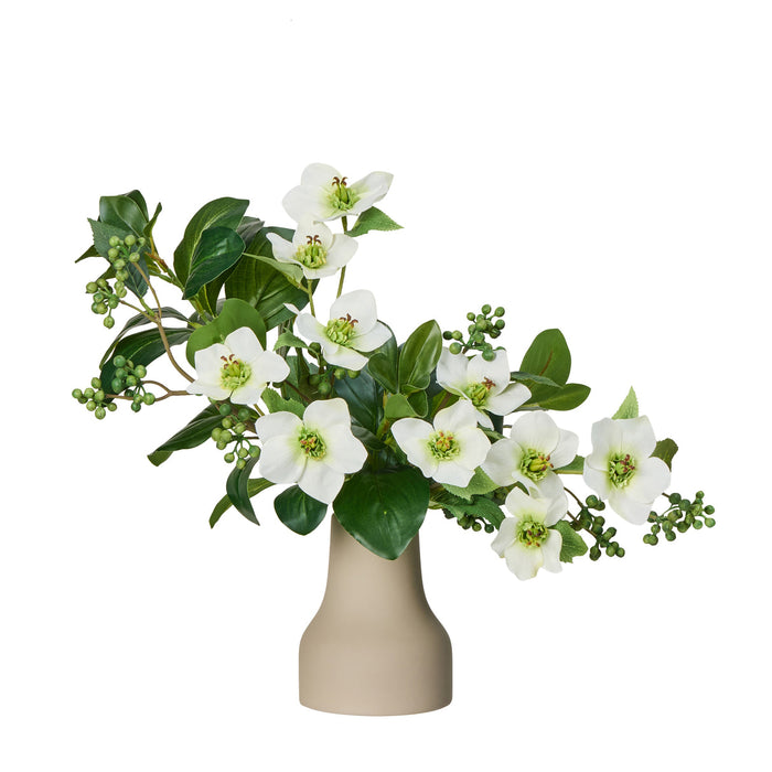 Rogue Helleborus Berry Mix - Douglas White & Green