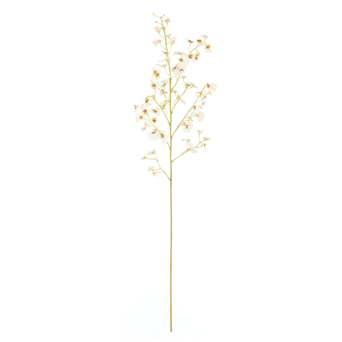 Rogue Dancing Orchid Spray White