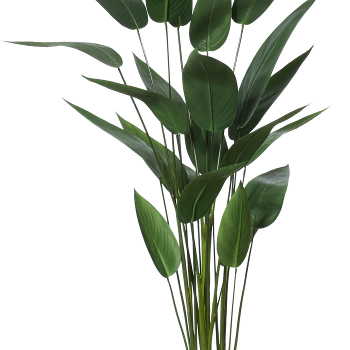 Rogue Sky Bird Plant Green