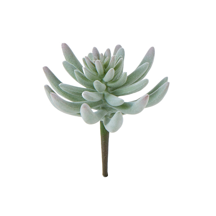 Rogue Spikey Echeveria Green