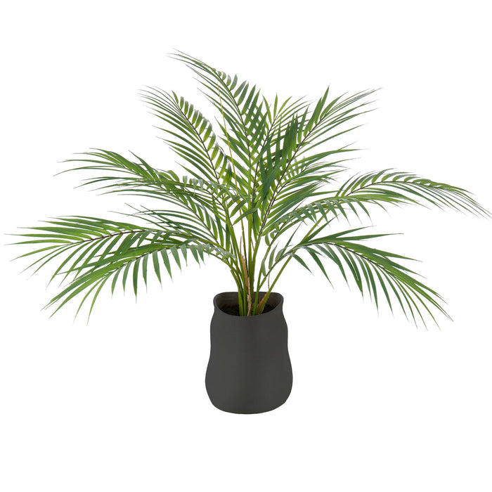 Rogue Phoenix Palm - Maliah Pot Green & Black