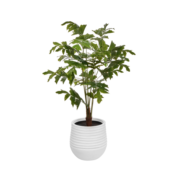 Rogue Caryota Palm Tree - Vienna Green