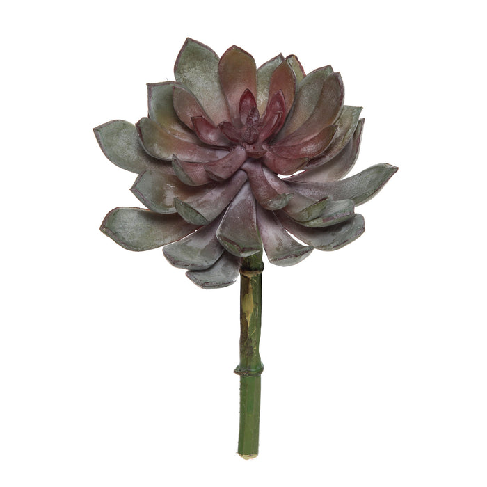 Rogue Chroma Lotus Echeveria Green/ Burgundy