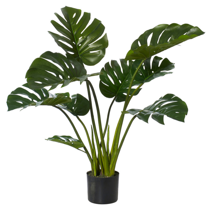 Rogue Monstera Plant - Garden Pot Green/Black