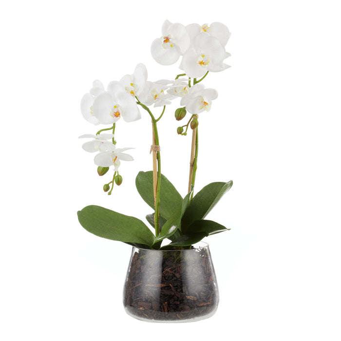 Rogue Phalaenopsis Stem - Classic Bowl White
