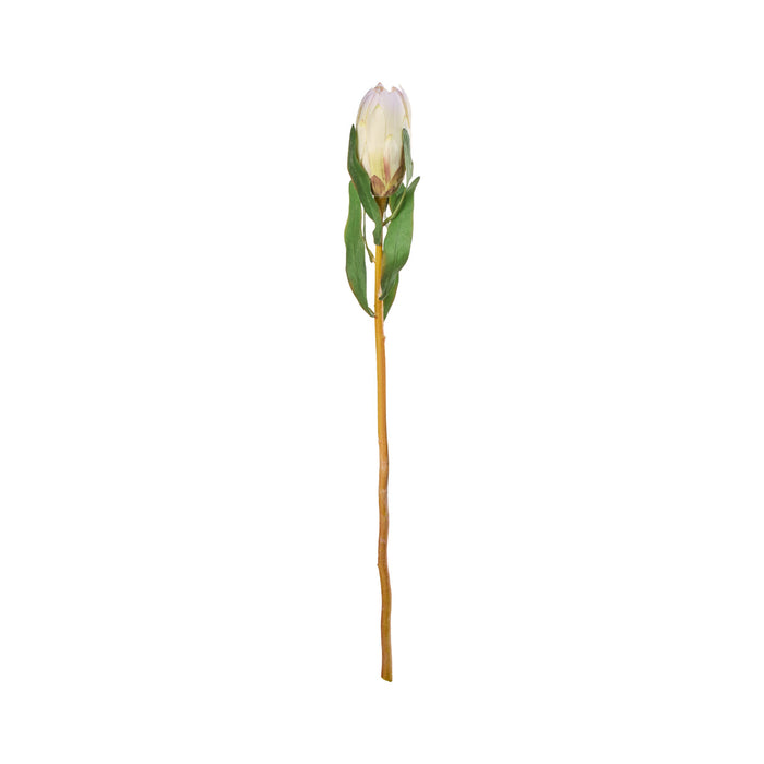 Rogue Protea Princess Stem Cream