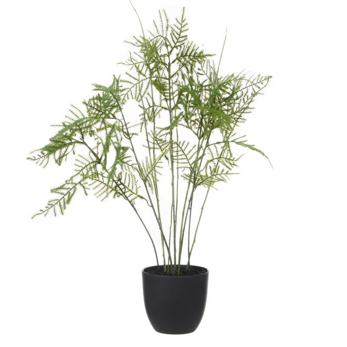 Rogue Asparagus Fern Pot Green