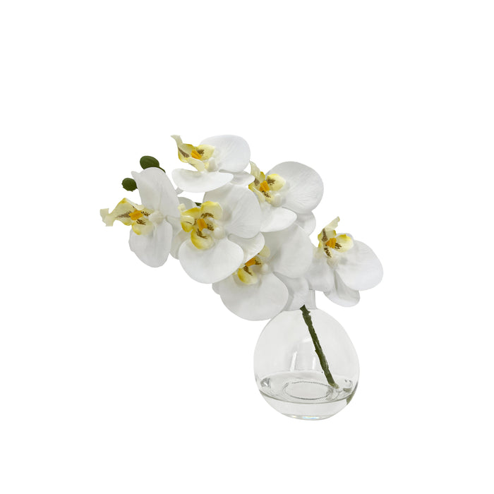 Rogue Phalaenopsis - Glass Vase White