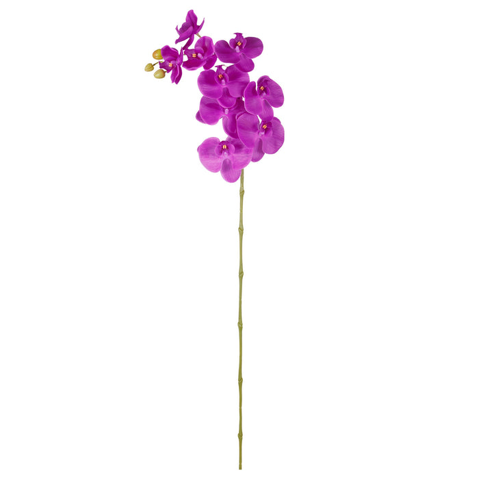 Rogue Vanda Orchid Stem Purple