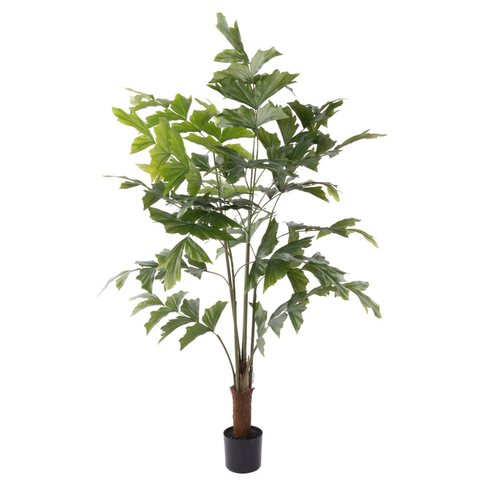 Rogue Caryota Palm Tree - Garden Pot Green
