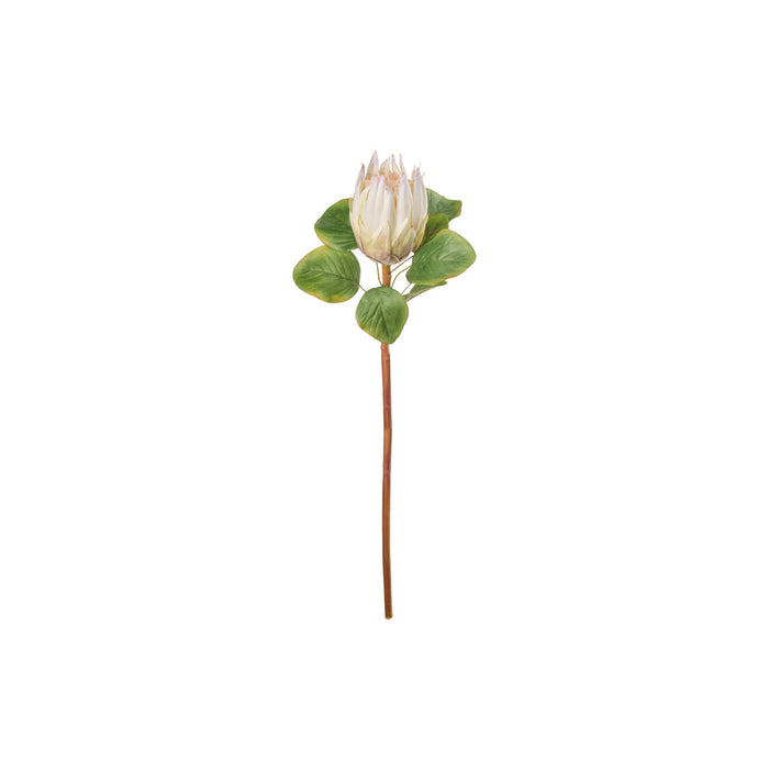 Rogue King Protea Stem Cream