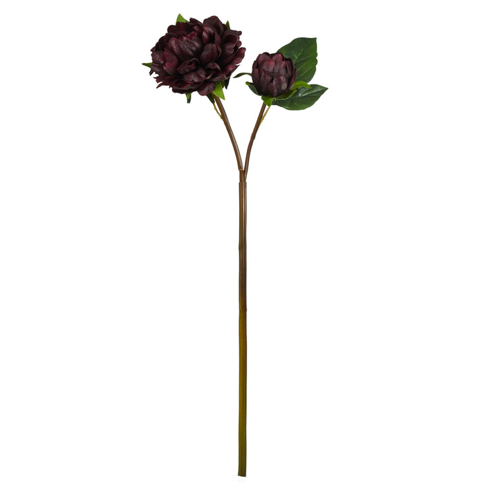 Rogue Peony Bud Stem Brown
