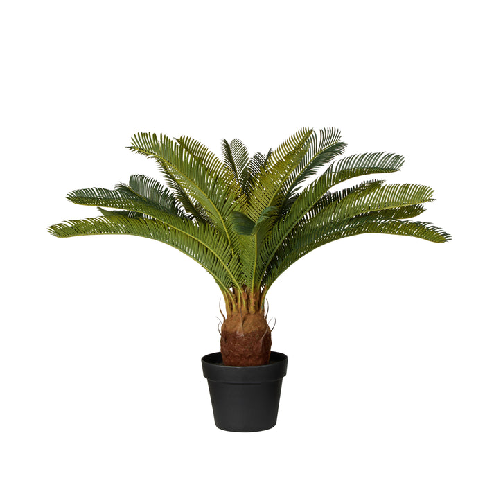 Rogue Cycas Garden Pot Plant Green