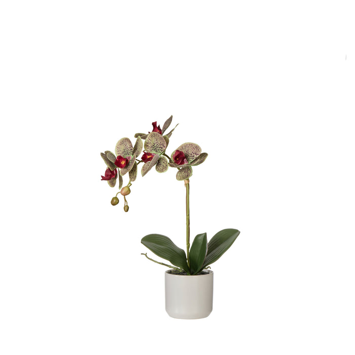 Rogue Phalaenopsis Orchid Pot Multicolour