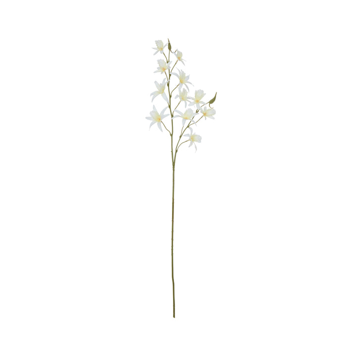 Rogue Dendrobium Spray White