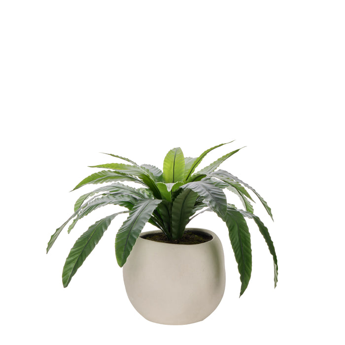 Rogue Birds Nest Fern - Lyon UV Green